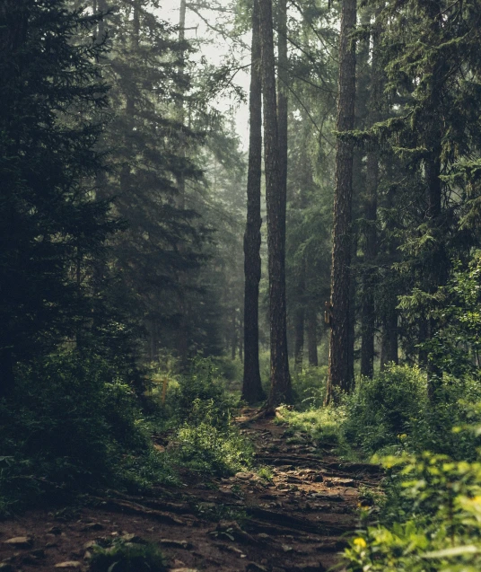 Domaines et forêts